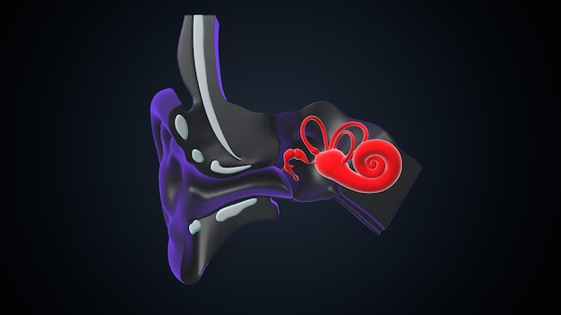 人間の耳の解剖学 3D イラスト