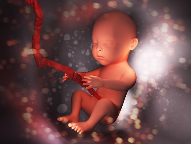 Human embryo inside body 3d illustration image