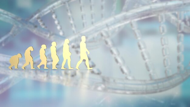 The human evolution image for education or sci concept 3d rendering