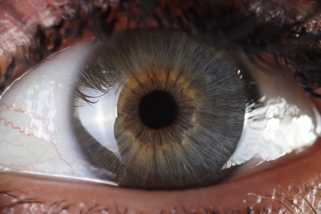 Human eye and anatomy of pupil and cornea