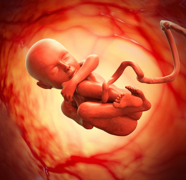 Human Fetus Medical concept Graphic and Scientific