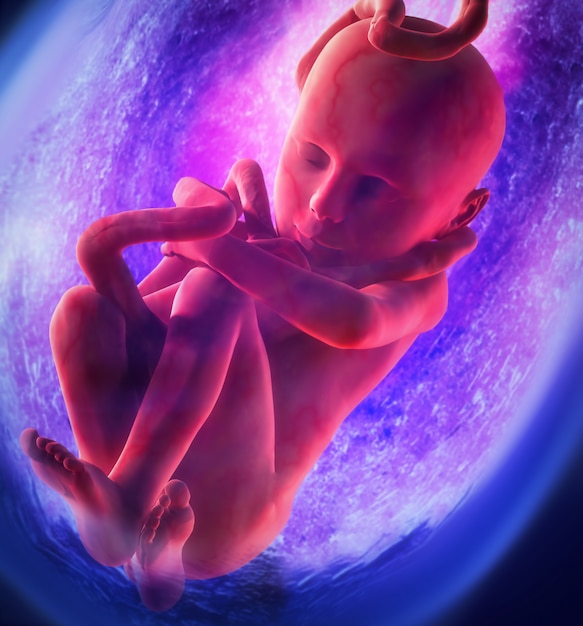 人間の胎児の医療コンセプトグラフィックと科学