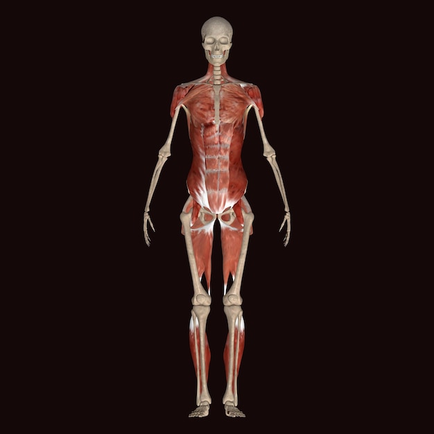 Photo a human figure with a red back that says the muscles of the body