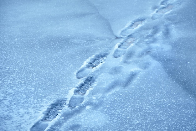 Фото Человеческие следы на поверхности замерзшего пруда зимнее озеро опасный тонкий потрескавшийся лед