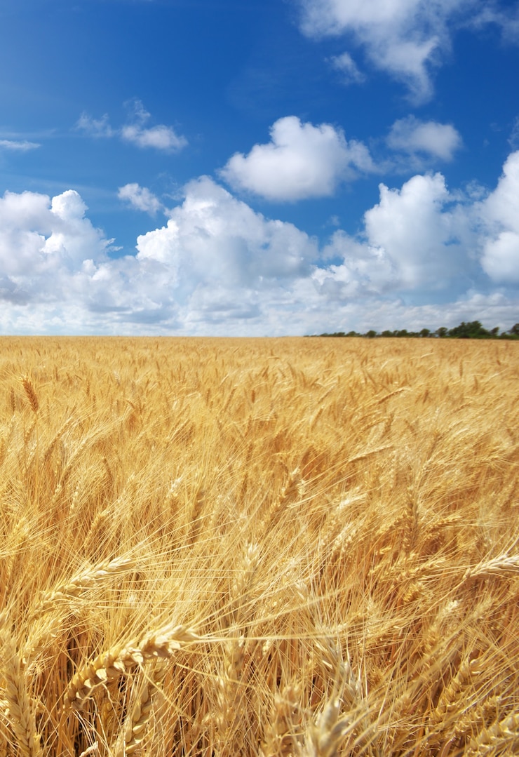 Photo human hand ahd wheat