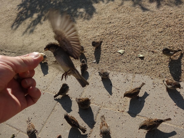 Foto la mano umana e un uccello