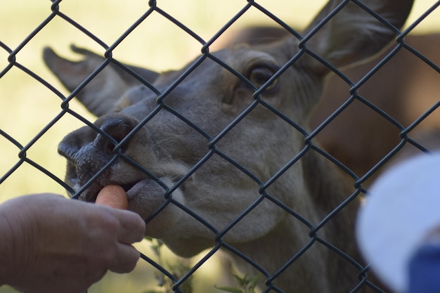 Foto mano umana sulla recinzione a catena allo zoo