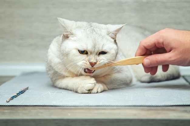 Человеческая рука чистит зубы молодого британского серебряного кота зубной щеткой