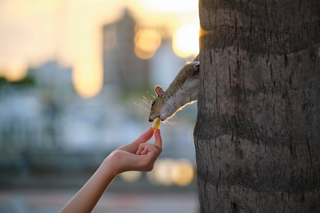 Human hand feeding beautiful wild gray squirrel in summer town park