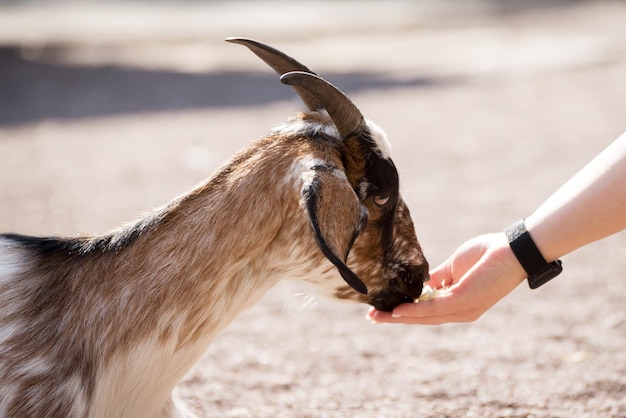 Human hand feeds young goat on a sand background Sacrifice animal to islamic traditions