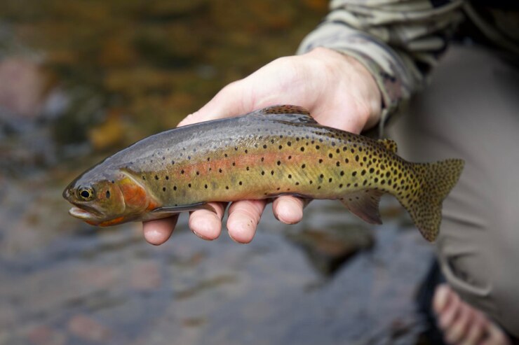 Photo human hand holding fish