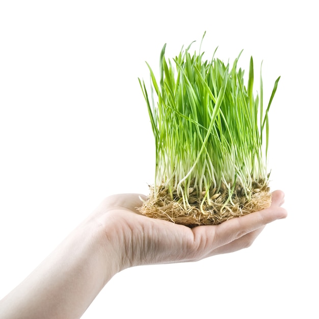 Human hand holding green grass on white