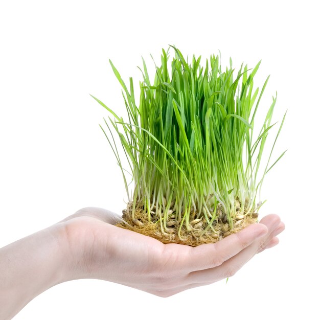 Human hand holding green grass on white