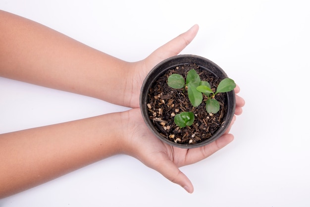 Human hand holding the green plant in a pot isolated over white surface