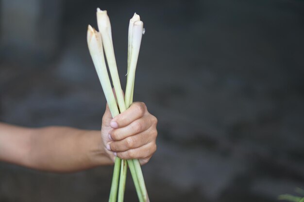 Photo human hand holding lemongrass for cooking