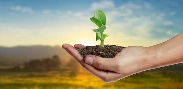 Human hand holding sprout plant