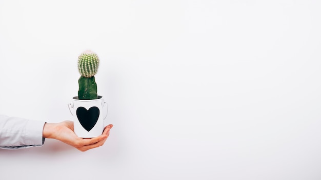 Human hand holding succulent plant with heartshape on pot over white backdrop