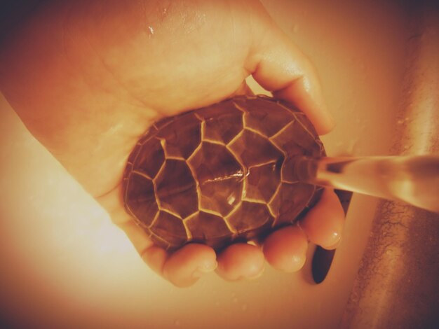 Foto mano umana che tiene una tartaruga sotto l'acqua che versa