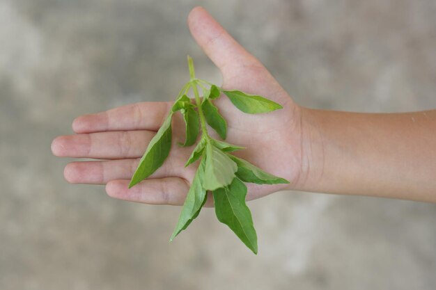 Photo human hand holds basil leaf