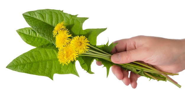 인간의 손에는 흰색 배경에 분리된 녹색 신선한 잎과 노란 민들레 꽃의 꽃다발이 있습니다