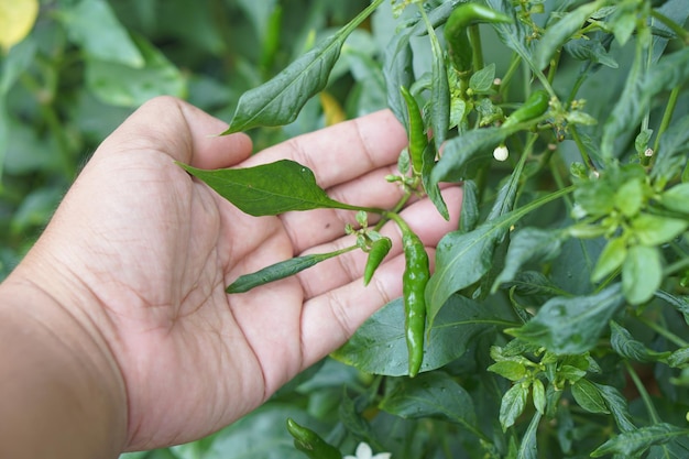 Photo human hand holds fresh chili peppers