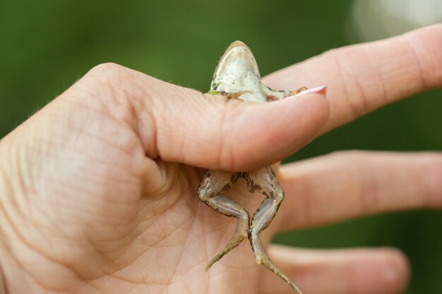 人間の手は、緑のカエル、選択的な焦点、緑のぼやけた背景を保持しています。