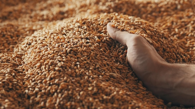 A human hand holds a handful of grain on a wheat background