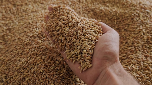 A human hand holds a handful of grain on a wheat background