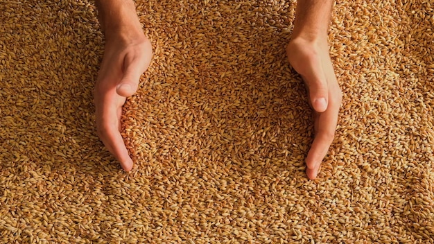 A human hand holds a handful of grain on a wheat background