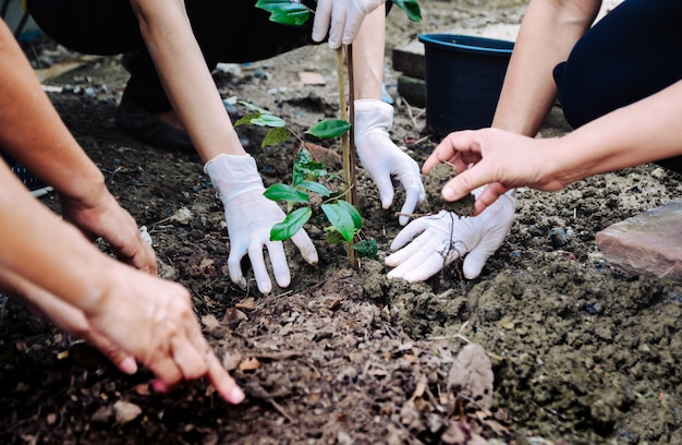 環境と生態系を保護するために人間の手で植えられた木