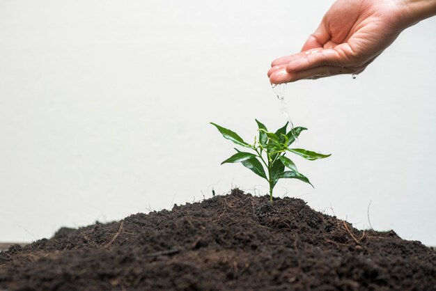 Human hand planting a tree on white background Save earth concept
