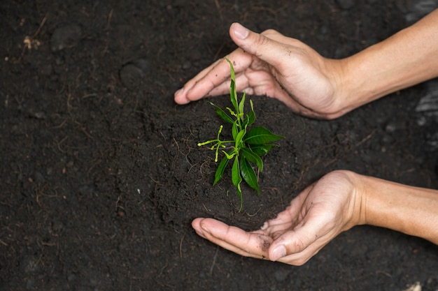 白い背景に木を植える人間の手