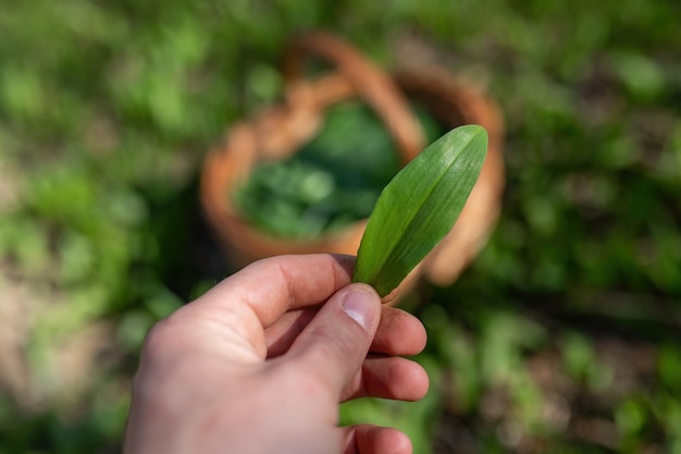 Human hand plucking bear garlic to the wooden basket