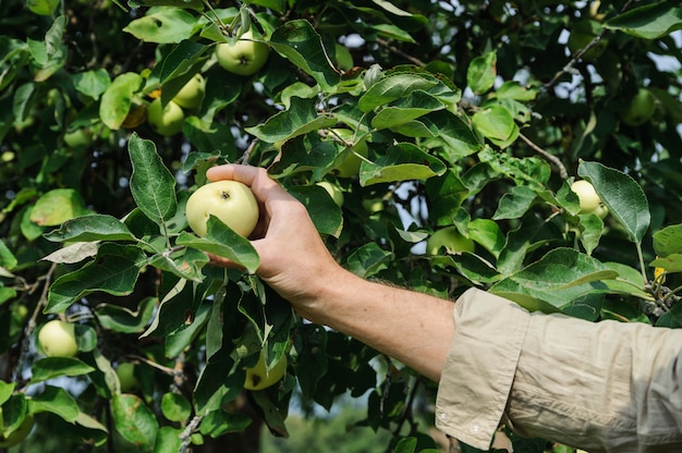 Human hand plucks ripe apples