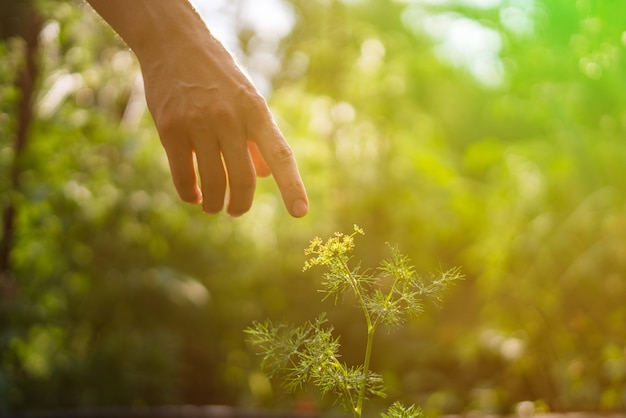人間の手が日差しの中で若い植物に手を伸ばして触れ、自然を感じます