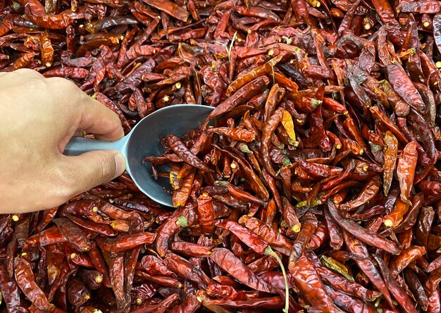 写真 食事を作るために人間の手で乾燥赤唐辛子を積み重ねる