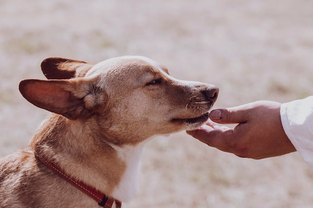 Human hand stroking a dog close up