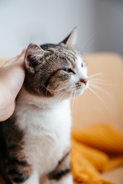 Human hand stroking a gray cat close up