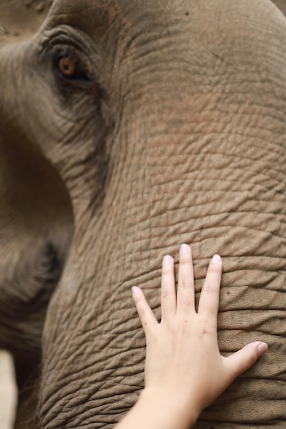 Foto mano umana che tocca l'elefante asiatico