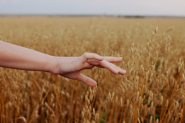 Human hand wheat crop agriculture industry fields fresh air high quality photo