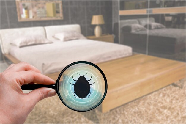 Understanding Bed Bug Infestation