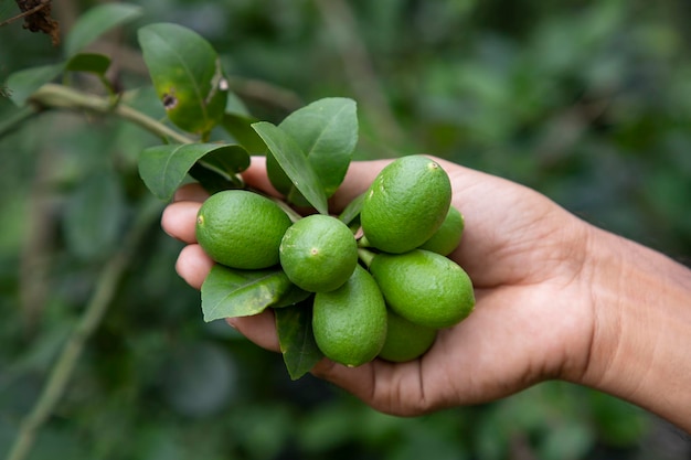 Human Handholding Raw green fresh lemon from a tree branch in the garden