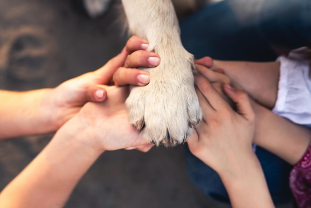 Human hands and dog paw top view