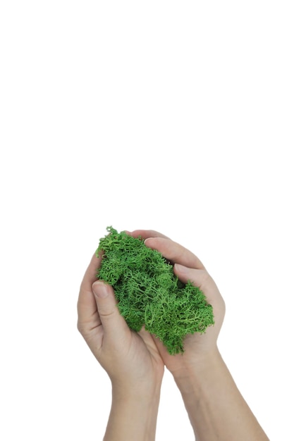 Human hands holding fresh grassmoss other plants nature and environment concept isolated on white