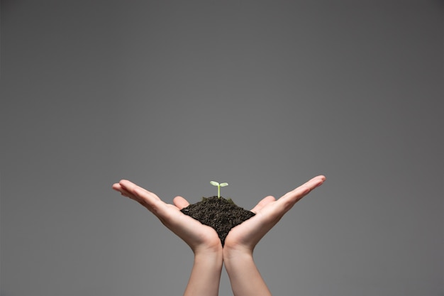 Human hands holding a fresh green plant, symbol of growing
business, environmental conservation and bank savings. planet in
your hands. ecology problems made of humanity, green living, new
beginnings.