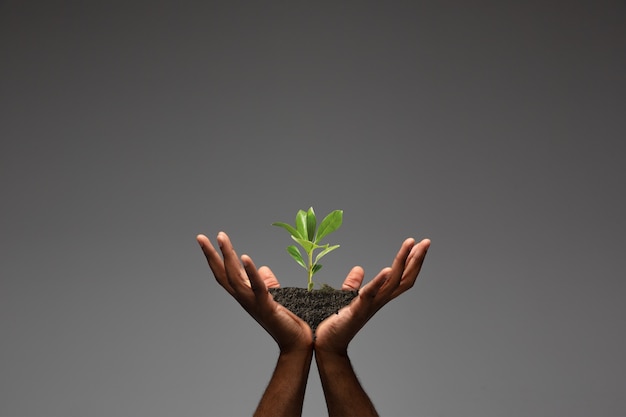 Human hands holding a fresh green plant, symbol of growing business, environmental conservation and bank savings. Planet in your hands. Ecology problems made of humanity, green living, new beginnings.