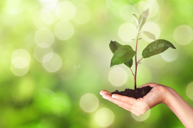 Human hands holding a green growing plant