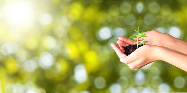 Human hands holding green plants on bokeh background