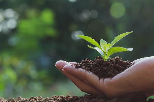 人間の手は緑の小さな植物の生活の概念を保持しています。エコロジーコンセプト。