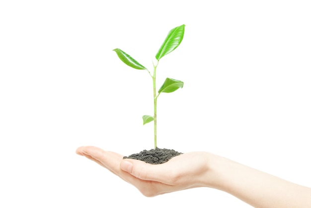 인간의 손을 잡고 녹색 작은 식물 새로운 생활 개념